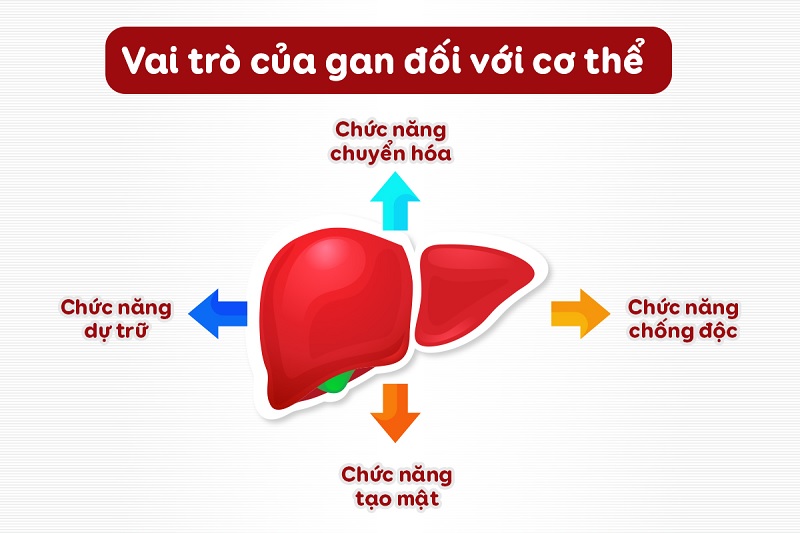 Chức năng của gan