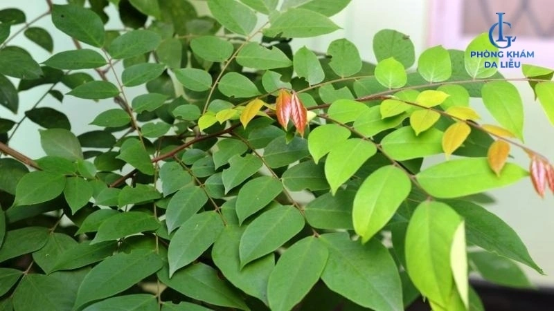 Lá khế