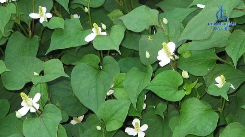 Lá diếp cá