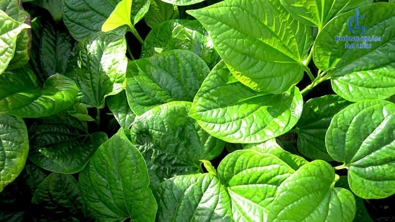 Lá trầu không
