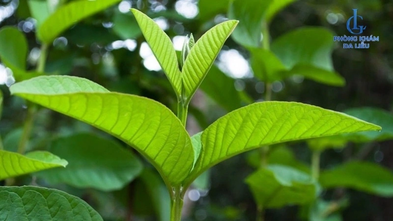 Lá ổi