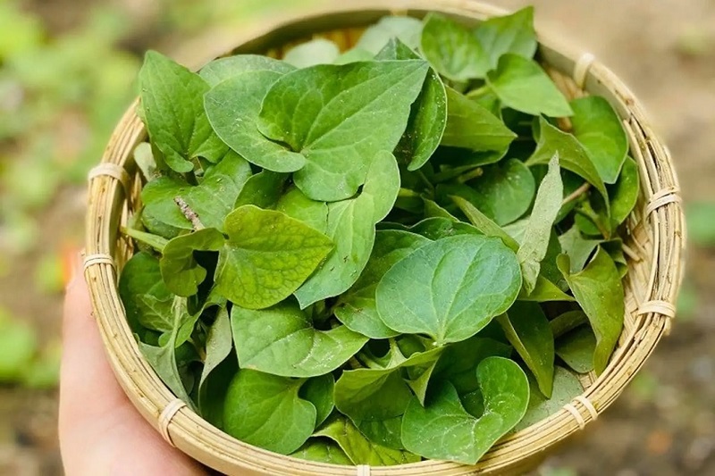 cách trị mụn lưng bằng Rau diếp cá