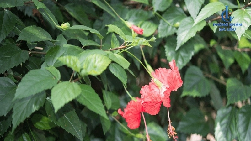 Lá dâm bụt