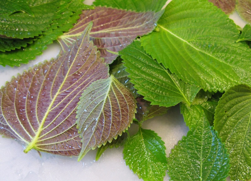 Trị mụn bằng lá tía tô có tốt không