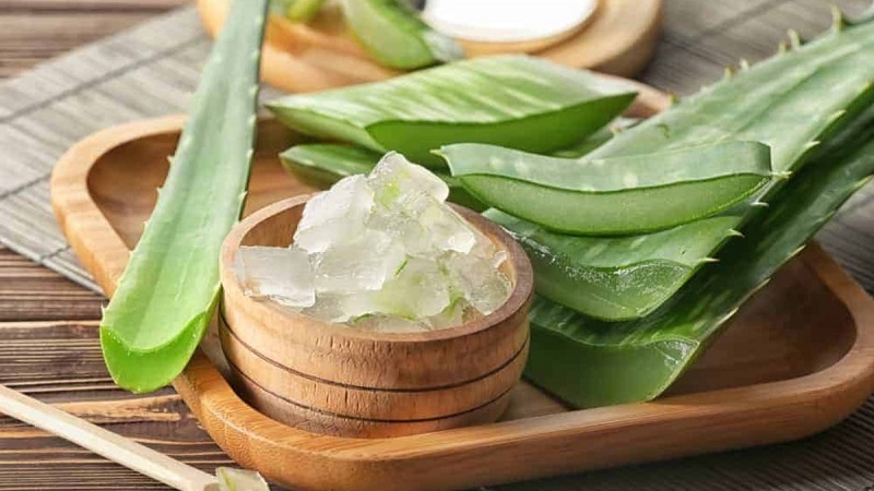 Cách trị mụn bằng nha đam tươi