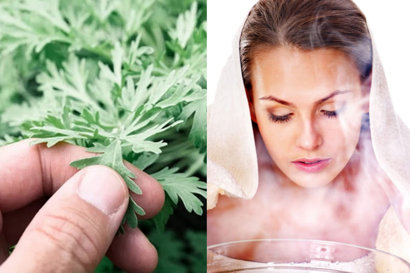 xông mặt trị mụn bằng lá ngải cứu