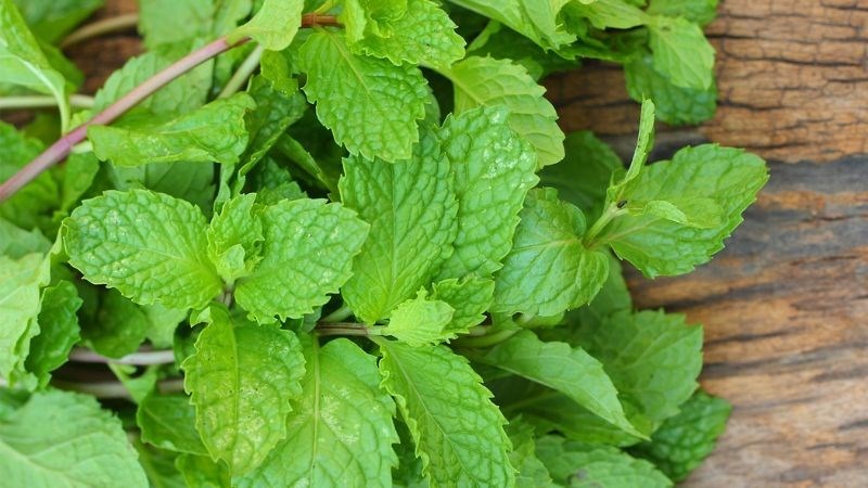 Bạc hà tươi trị mụn lưng trong 1 tuần​