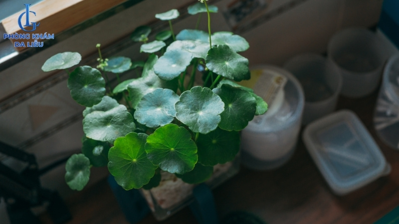 dùng rau má đắp mặt nạ trị sẹo rỗ