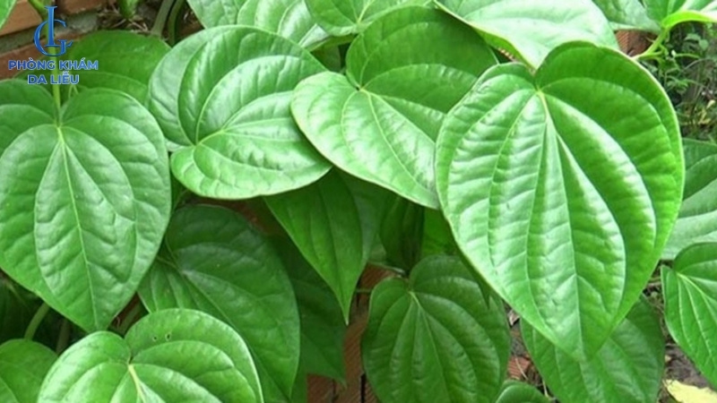 điều trị viêm nang lông bằng lá trầu không