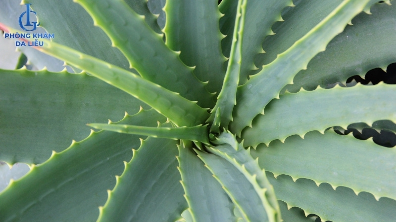 sử dụng nha đam điều trị viêm nang lông