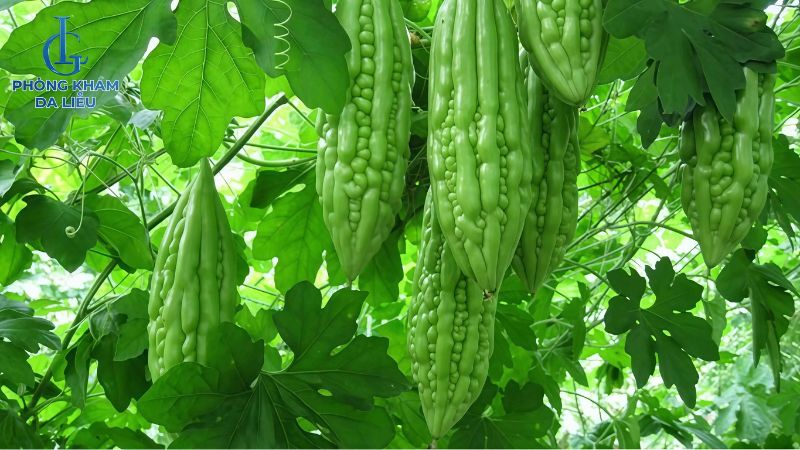 tắm khổ qua trị mụn lưng