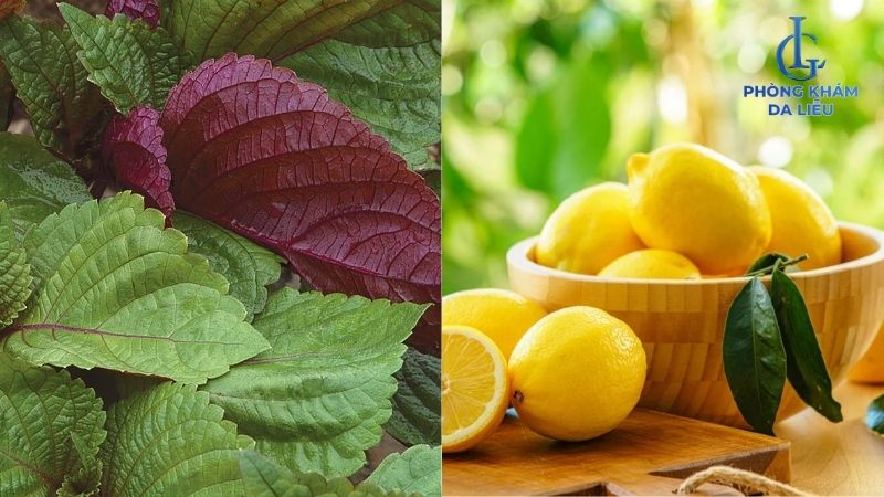chanh kết hợp lá tía tô