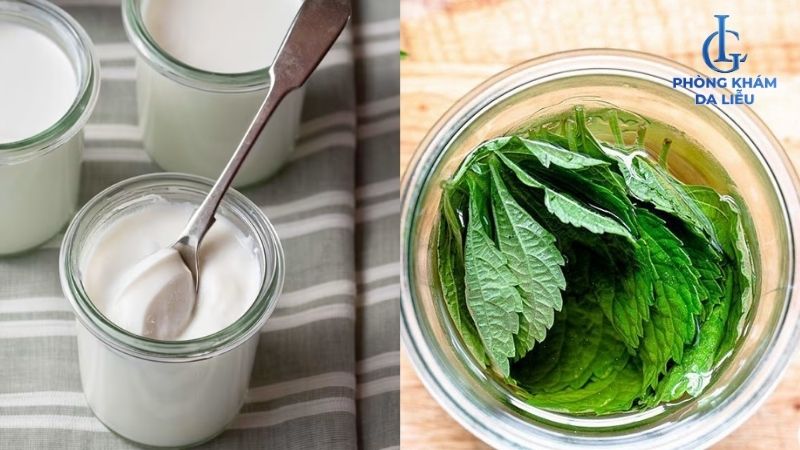 lá tía tô và sữa chua trị mụn