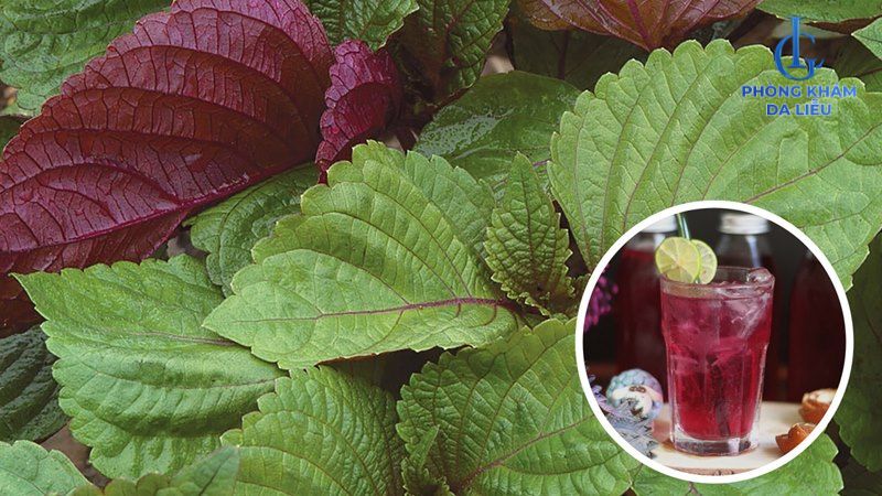 nước lá tía tô giảm mụn