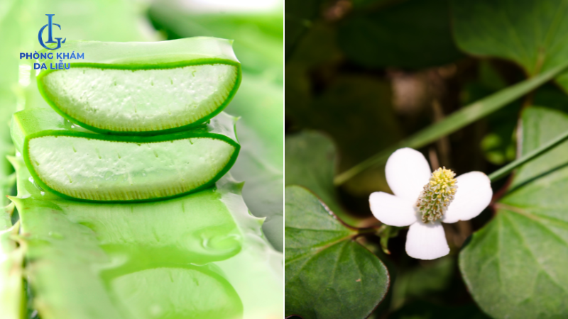 trị mụn lưng bằng nha đam và rau diếp cá