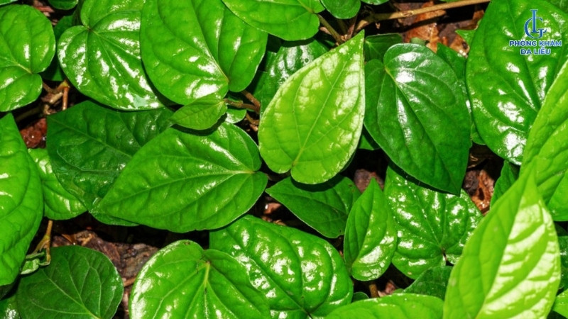 điều trị viêm nang lông bằng lá trầu không