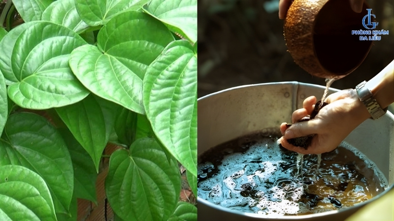 tắm lá trầu trị viêm nang lông