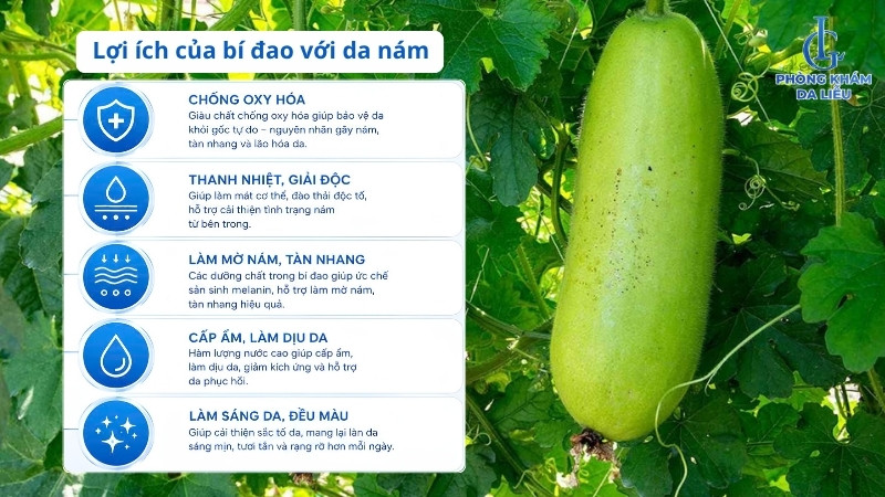 lợi ích của bí đao trong điều trị nám da
