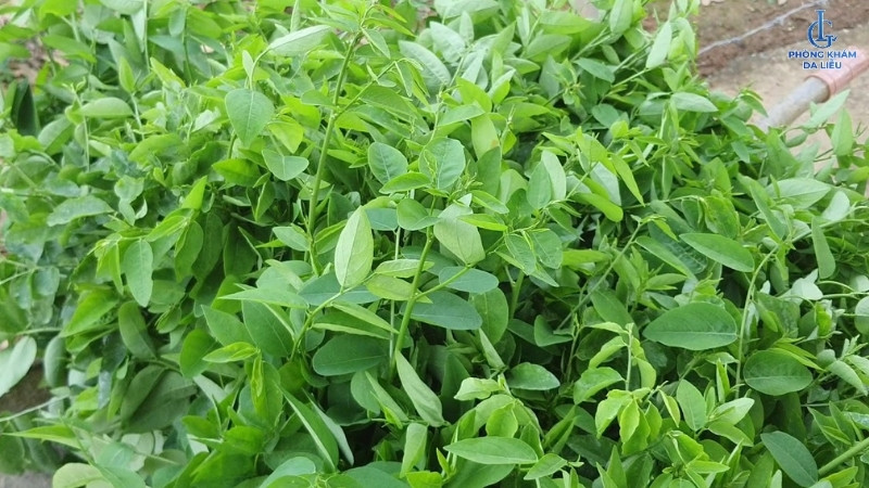 cách trị nám bằng rau ngót nguyên chất